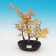 Outdoor-Bonsai - dlanitolistý orange Ahorn - Acer palmatum Katsura - 1/3
