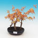 Outdoor-Bonsai - dlanitolistý orange Ahorn - Acer palmatum Katsura - 1/3