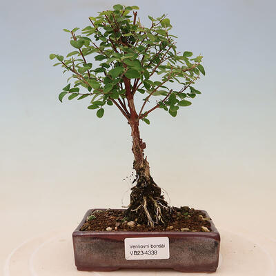 Bonsai im Freien - Symphoricarpos Magic Berry - Gedenkbaum