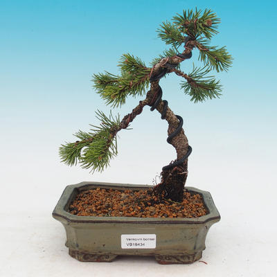 Outdoor-Bonsai - Pinus mugo Klostercotter - Pine Mountain Pine