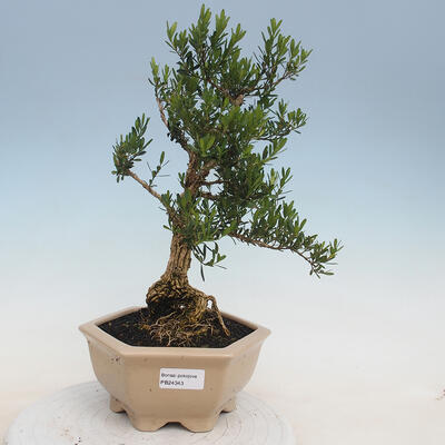 Indoor Bonsai - Buxus harlandii - Kork Buchsbaum - 1