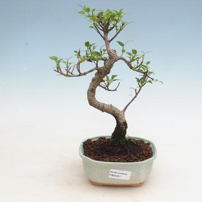 Zimmerbonsai - Ficus kimmen - kleiner Ficus