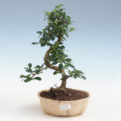 Innenbonsai - Carmona macrophylla - Tee fuki PB2191435 - 1