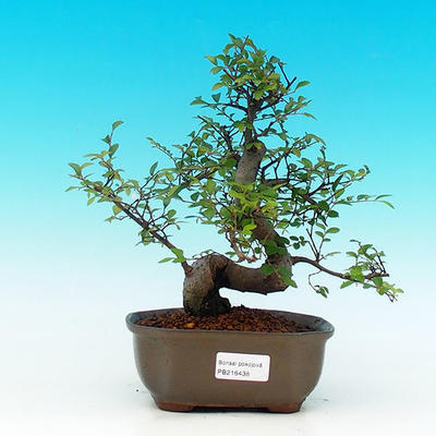 Pokojová bonsai-Malolistý jilm P215490 - 1