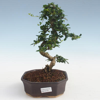 Innenbonsai - Carmona macrophylla - Tee fuki PB2191440 - 1