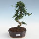Innenbonsai - Carmona macrophylla - Tee fuki PB2191440 - 1/5