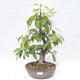 Bonsai im Freien - Pseudocydonia sinensis - Chinesische Quitte - 1/5