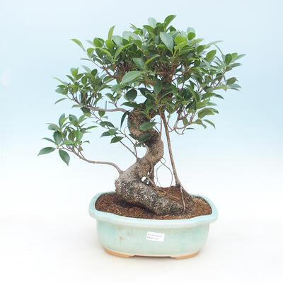 Indoor-Bonsai - kleinblättriger Ficus