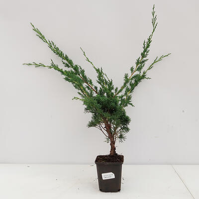 Outdoor-Bonsai - Juniperus chinensis Kishu - Chinesischer Wacholder
