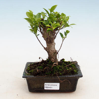 Zimmer Bonsai - Ficus retusa - Ficus malolistý