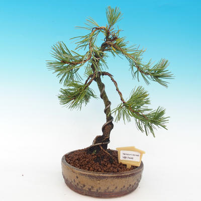 Outdoor-Bonsai - Pinus parviflora - Pinus parviflora