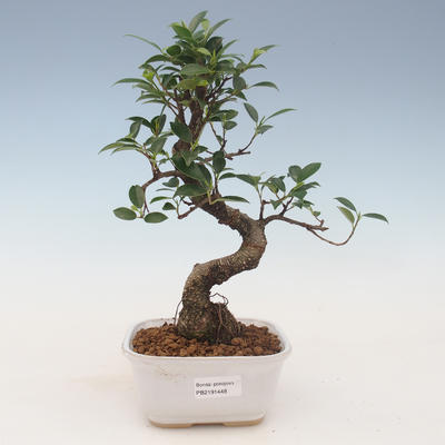 Innenbonsai - Ficus kimmen - kleiner Blattficus 2191448