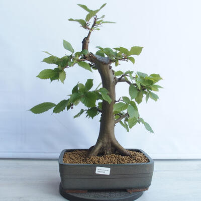 Bonsai im Freien - Hainbuche - Carpinus betulus - 1