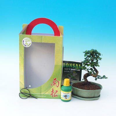 Ficus retusa - Ficus Malolistý, Zimmer-Bonsai in einem Geschenkkarton - 1