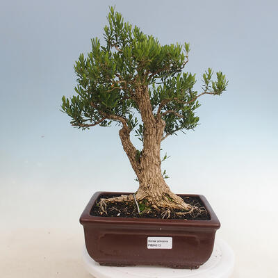 Innenbonsai - Buxus harlandii - Korkbuchsbaum - 1