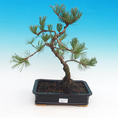 Bonsai im Freien - Pinus parviflora Glauca - Pinie