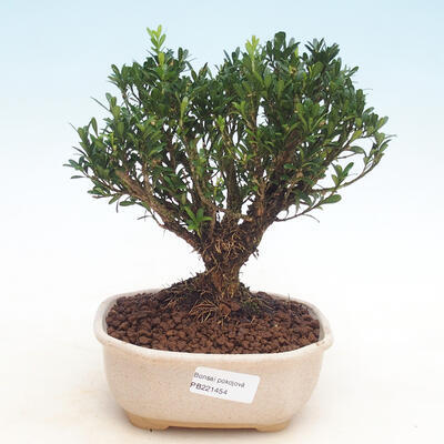 Zimmer Bonsai - Buxus harlandii - Kork Buchsbaum - 1