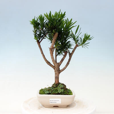 Zimmer Bonsai - Podocarpus - Stein Tausend - 1