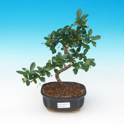 Zimmerbonsai - Carmona macrophylla - Tee fuki - 1
