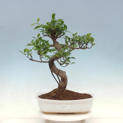 Zimmerbonsai - Ficus kimmen - kleinblättriger Ficus - 1