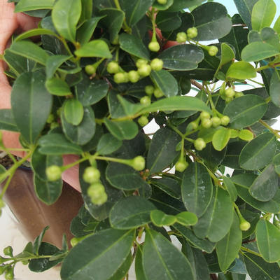 Zimmer Bonsai - Australian Kirsche - Eugenia uniflora - 1