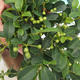Zimmer Bonsai - Australian Kirsche - Eugenia uniflora - 1/4