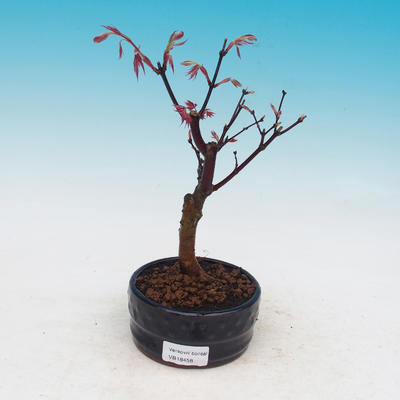 Outdoor-Bonsai - Acer Palme. Atropurpureum-Maple dlanitolistý - 1