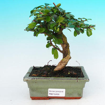 Zimmer Bonsai - Carmona macrophylla - 1
