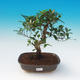 Zimmer Bonsai - Ficus retusa - Ficus Malolistý - 1/2