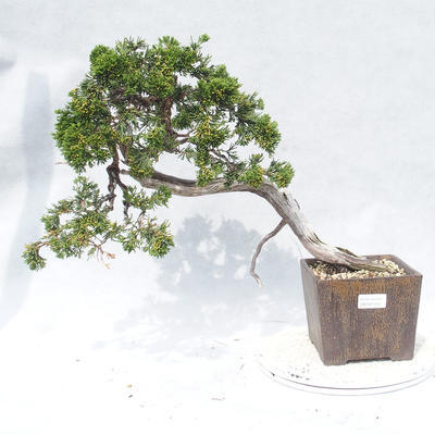 Bonsai im Freien - Juniperus sabina - Wacholder - 1