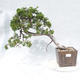 Bonsai im Freien - Juniperus sabina - Wacholder - 1/5