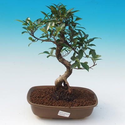 Zimmer Bonsai - Ficus retusa - Ficus Malolistý - 1