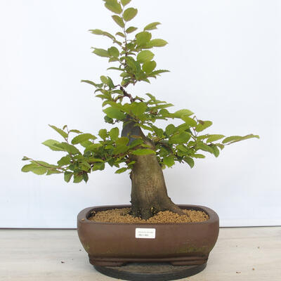 Bonsai im Freien - Hainbuche - Carpinus betulus - 1