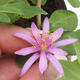 Zimmer Bonsai - Grewia occidentalis - Seestern Lavendel - 1/4