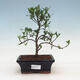 Zimmer bonsai - Gardenia jasminoides-Gardenie - 1/2