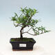 Zimmer bonsai - Gardenia jasminoides-Gardenie - 1/3