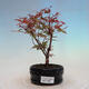 Outdoor bonsai - dlanitolistý klon - Acer palmatum DESHOJO - 1/2