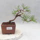Bonsai im Freien - Pinus sylvestris - Waldkiefer - 1/4