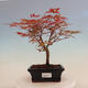 Outdoor bonsai - dlanitolistý klon - Acer palmatum DESHOJO - 1/2