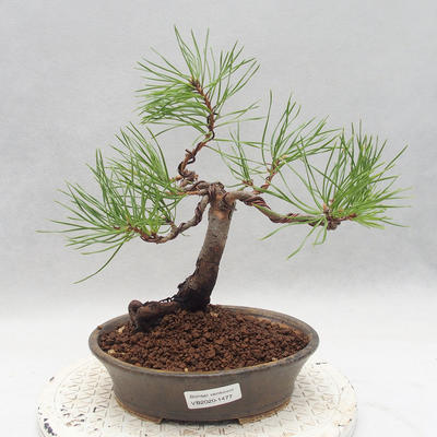 Bonsai im Freien - Pinus sylvestris - Waldkiefer - 1