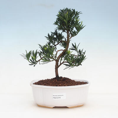 Indoor-Bonsai - Podocarpus - Stein tausend - 1
