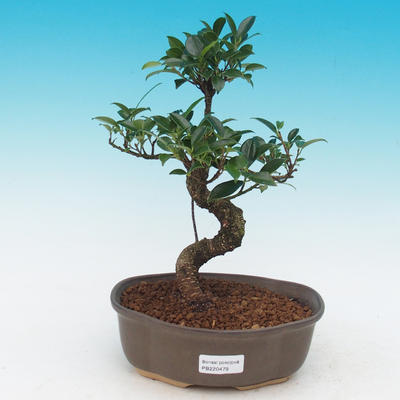 Zimmer Bonsai - Ficus kimmen - malolistý Ficus - 1