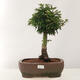 Bonsai im Freien - Acer palmatum Shishigashira - 1/5