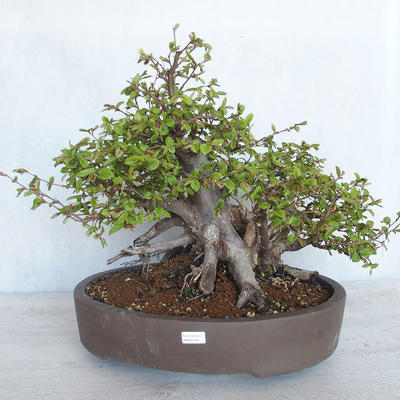 Bonsai im Freien Carpinus betulus-Hornbeam VB2020-487 - 1