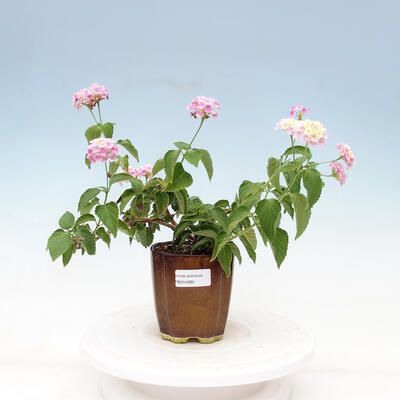 Zimmer Bonsai - Australische Kirsche - Eugenia uniflora - 1