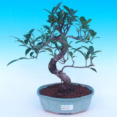Zimmer Bonsai - Ficus retusa - Ficus Malolistý - 1
