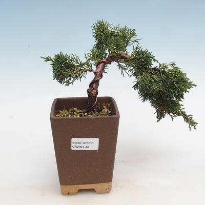 Bonsai im Freien - Juniperus chinensis - chinesischer Wacholder