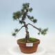 Bonsai im Freien - Pinus parviflora - kleine Kiefer - 1/4