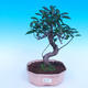 Zimmer Bonsai - Ficus retusa - Ficus Malolistý - 1/2