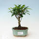 Zimmerbonsai - Ficus retusa - kleinblättriger Ficus - 1/2